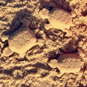 Meet your Posher, Natasha